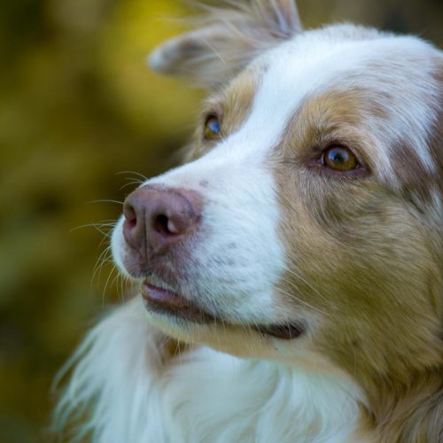 Aussie, Australien Shephard, Hund, Hündin, Hundeshooting, Shooting, Tiershooting, Grace, Amazing Grace, Spießhof, Reitschule, Reitverein Spießhof, Herdwangen, Sipplingen, Überlingen