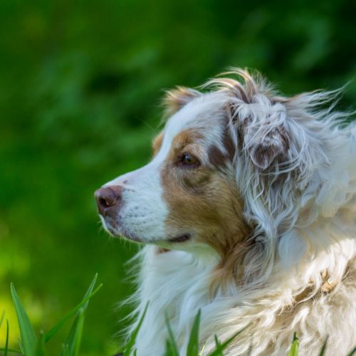 Aussie, Australien Shephard, Hund, Hündin, Hundeshooting, Shooting, Tiershooting, Grace, Amazing Grace, Spießhof, Reitschule, Reitverein Spießhof, Herdwangen, Sipplingen, Überlingen