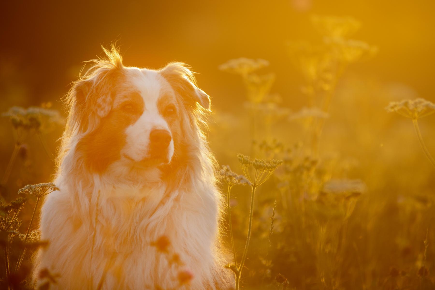 Aussie, Australien Shepherd, Hundebild, Hundeshooting, Sonnenuntergang, Sonnenuntergangsshooting, Abendshooting, Shooting am Abend, Dog, Dogpicture, Spießhof, Herdwangen - Schönach, Schönach, Herdwangen, Überlingen, Sipplingen