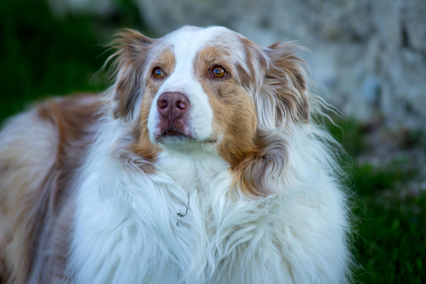 Aussie, Australien Shephard, Hund, Hündin, Hundeshooting, Shooting, Tiershooting, Grace, Amazing Grace, Spießhof, Reitschule, Reitverein Spießhof, Herdwangen, Sipplingen, Überlingen