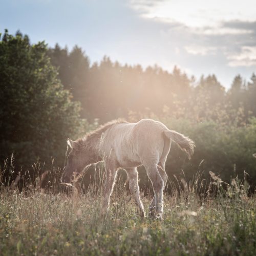 Portfoliotag, Fohlenzauber, Feierabendportfoliotag, Ann - Christin, Ann - Christin Vogler, Ponyliebe Fotografie, Nürnberg, Nürnberger Land, Tierfotografie, Tierfotografin, Isireitschule, Isireitschule Weiß, Fohlen, Babypferd, Janina Sanwald Fotografie, Janina Sanwald, Aalen, Ostalbkreis