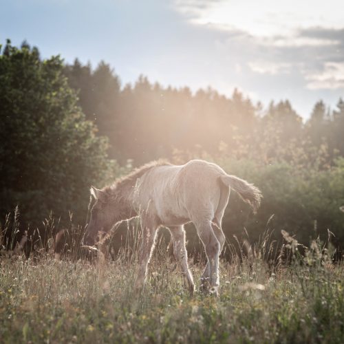 Portfoliotag, Fohlenzauber, Feierabendportfoliotag, Ann - Christin, Ann - Christin Vogler, Ponyliebe Fotografie, Nürnberg, Nürnberger Land, Tierfotografie, Tierfotografin, Isireitschule, Isireitschule Weiß, Fohlen, Babypferd, Janina Sanwald Fotografie, Janina Sanwald, Aalen, Ostalbkreis